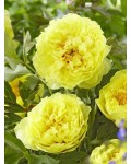 Paeonia Bartzella весной